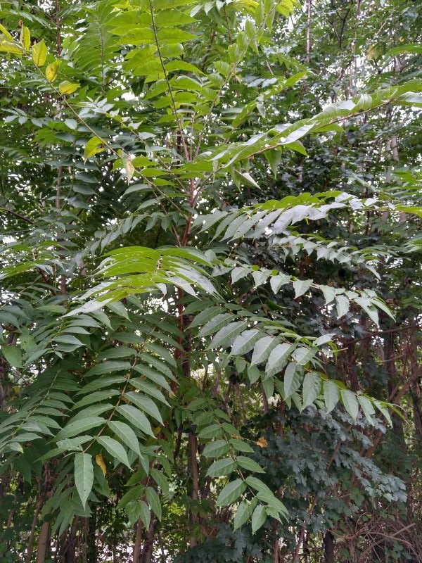 Ailanthus altissima (Mill.) Swingle.jpg