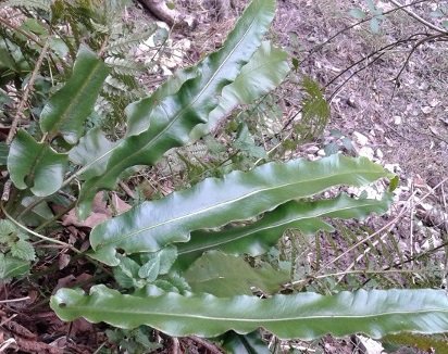 Phyllitis scolopendrium (L.) Newman subsp. scolopendrium 2018-12-24 San Ginesio fr. Rocca Colonnalta presso Fiastrone (9).jpg