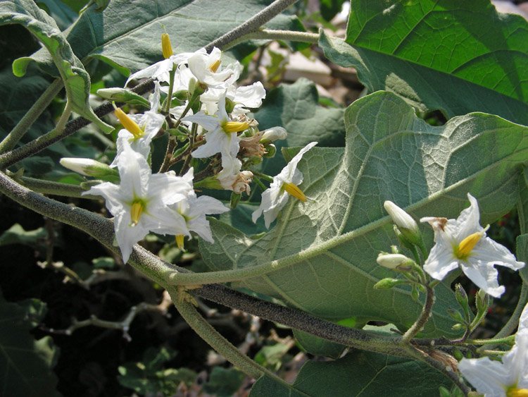Solanum torvum (8).JPG