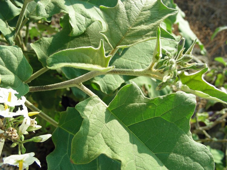 Solanum torvum (10).JPG