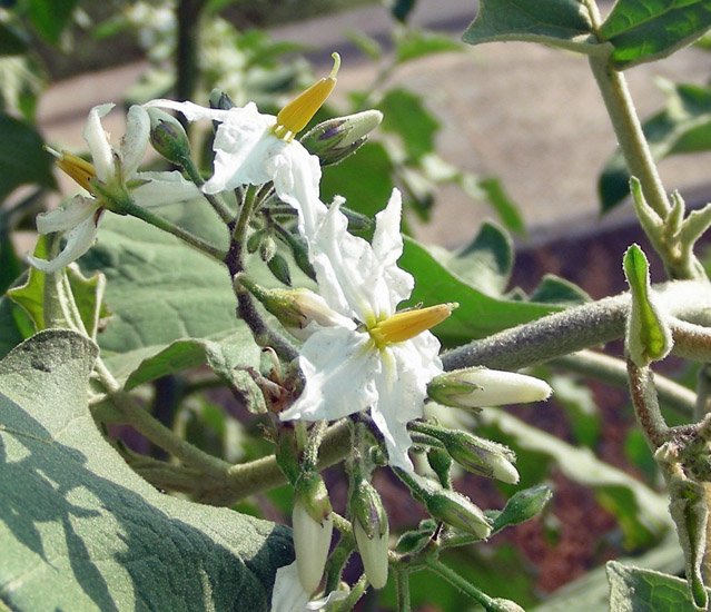 Solanum torvum (12).jpg