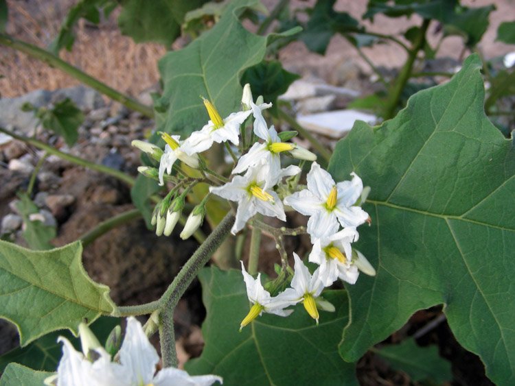 Solanum torvum (13).JPG