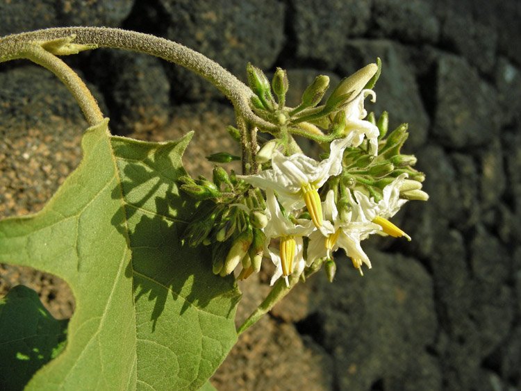 Solanum torvum (14).JPG