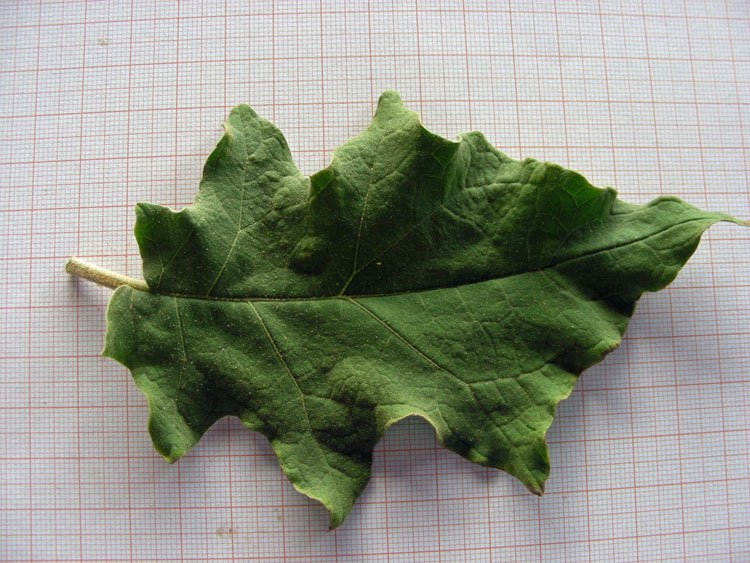 Solanum torvum (17).JPG