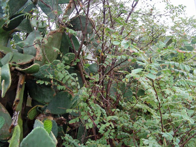 Robinia pseudoacacia (5).JPG
