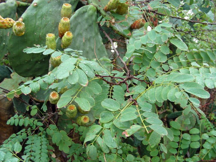 Robinia pseudoacacia (6).JPG
