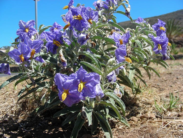 Solanum elaeagnifolium (1).JPG