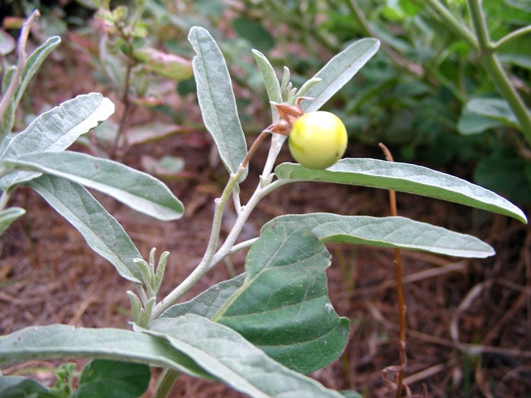 Solanum elaeagnifolium (4).JPG