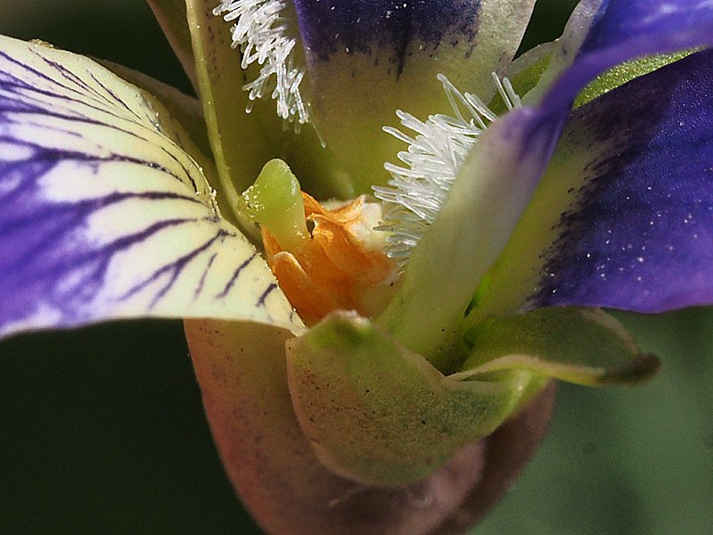 Violaceae_Viola_sororia_stilo.jpg