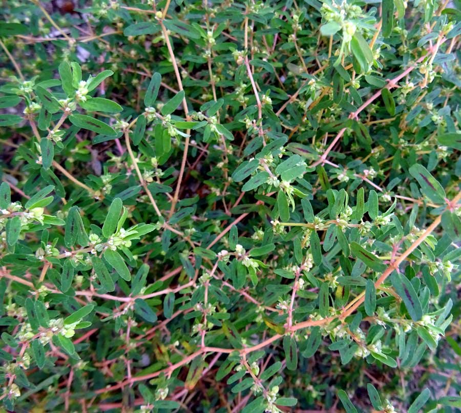 Euphorbia-maculata-L..jpg