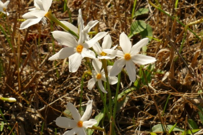 Narcissus obsoletus (1).jpg