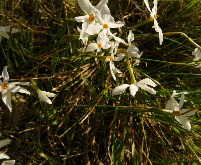 Narcissus obsoletus (3).jpg