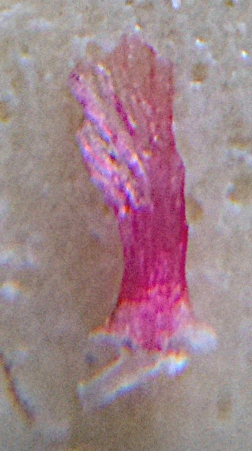 Salsola tragus (24).JPG