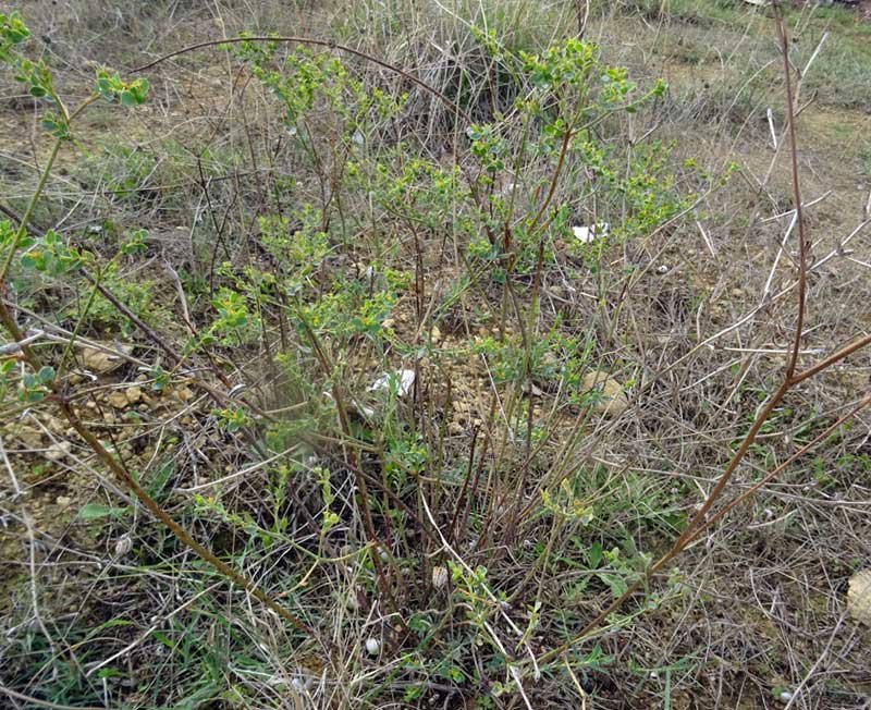 Euphorbia-pithyusa-subsp.-c.jpg