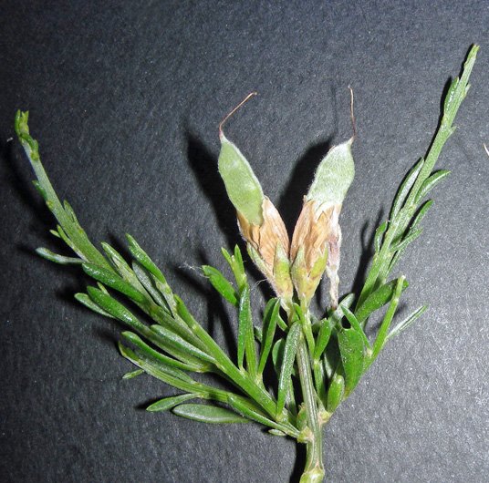 Genista aspalathoides (15).jpg