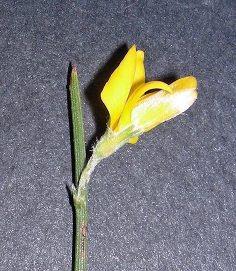 Genista aspalathoides var. gussonei (15).jpg