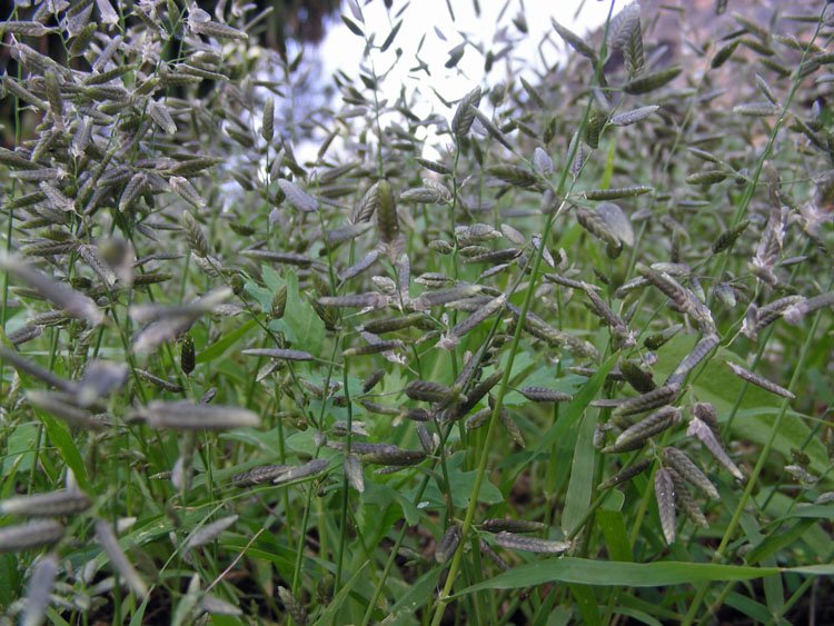 Eragrostis cilianensis (2).JPG