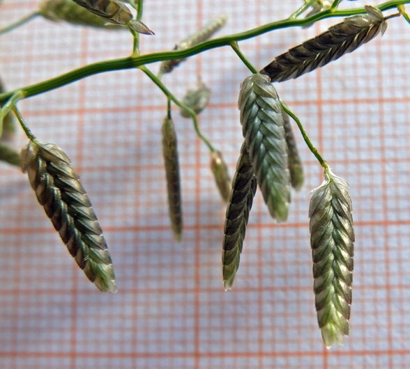Eragrostis cilianensis (4).jpg