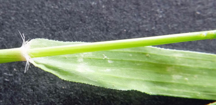 Eragrostis cilianensis (7).jpg