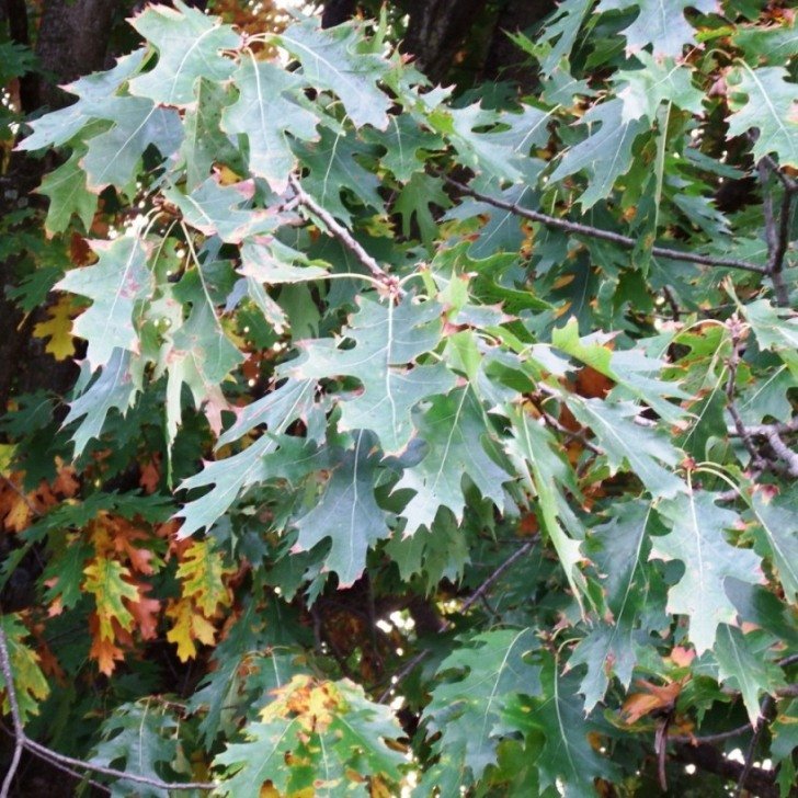 Quercus rubra L.7.jpg