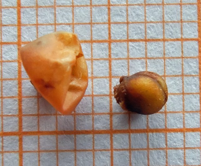 frutto e semi meno maturi (1).jpg