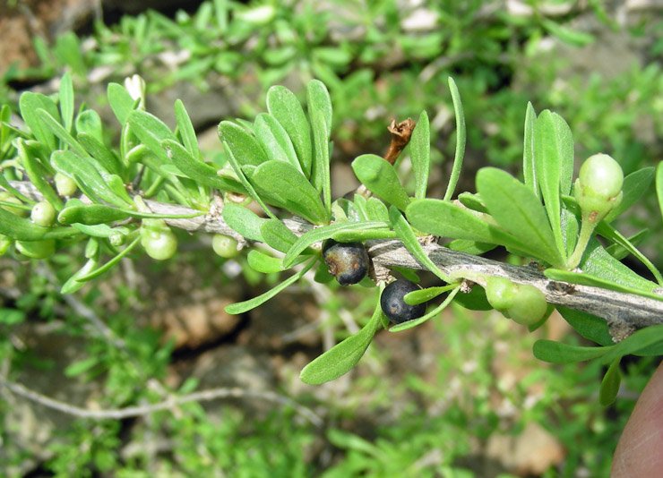 Lycium schweinfurthii (frutto e semi) (4).jpg