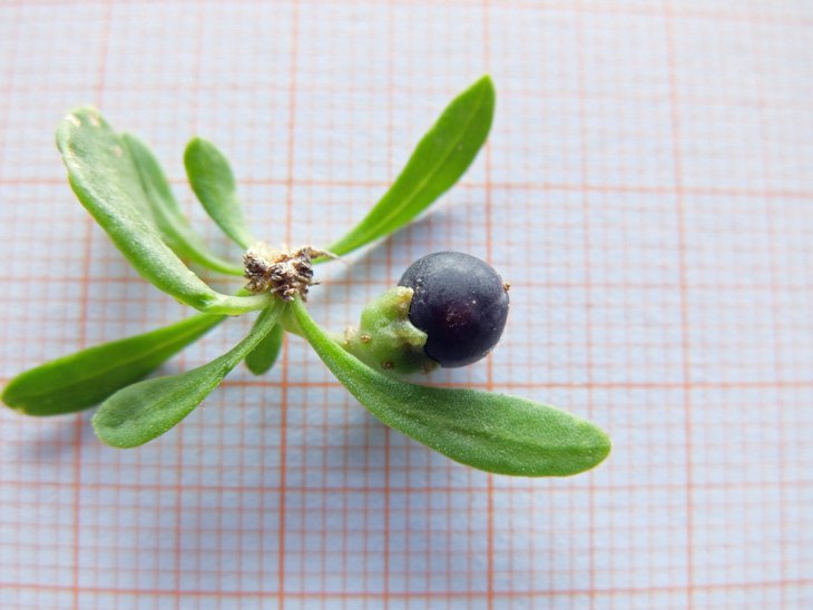 Lycium schweinfurthii (frutto e semi) (6).JPG