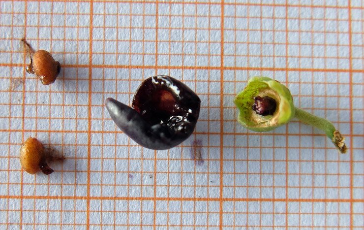 Lycium schweinfurthii (frutto e semi) (8).jpg