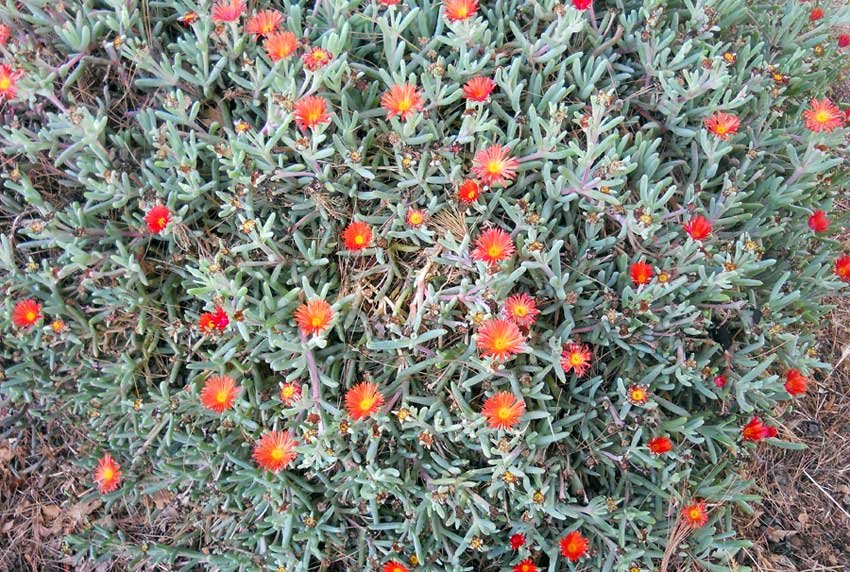 Malephora-crocea-(Jacq.)-Sc.jpg