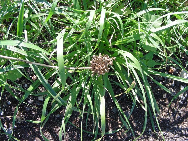 Allium sp. (4).JPG