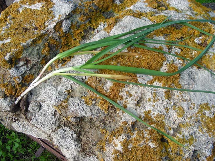 Allium sp. (7).JPG