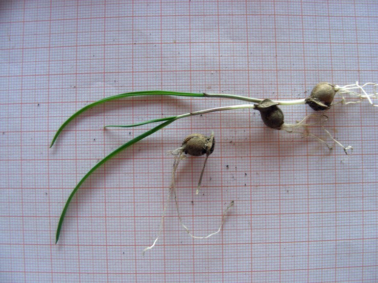 Allium sp. (10).JPG