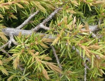 Juniperus communis L. 2021-06-02 Bolognola Ragnolo (2).JPG