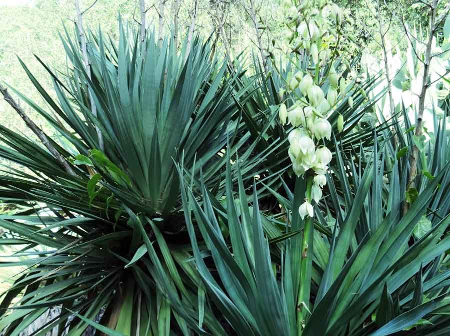 Yucca-gloriosa-L..jpg