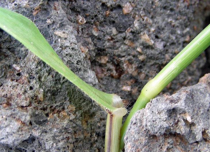 Dactyloctenium aegyptium (6).jpg