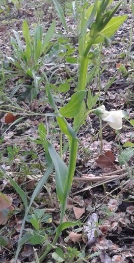 Lathyrus ochrus (L.) DC. 2018-05-06 Corridonia Villa Fermani (1).jpg