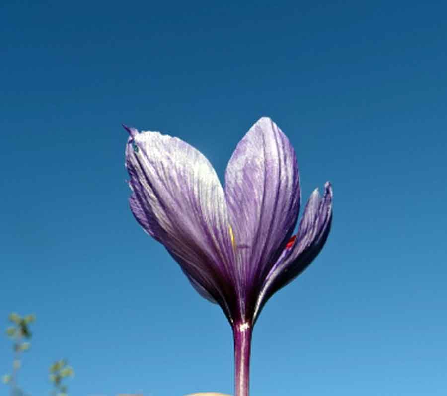 Crocus-sativus-L..jpg