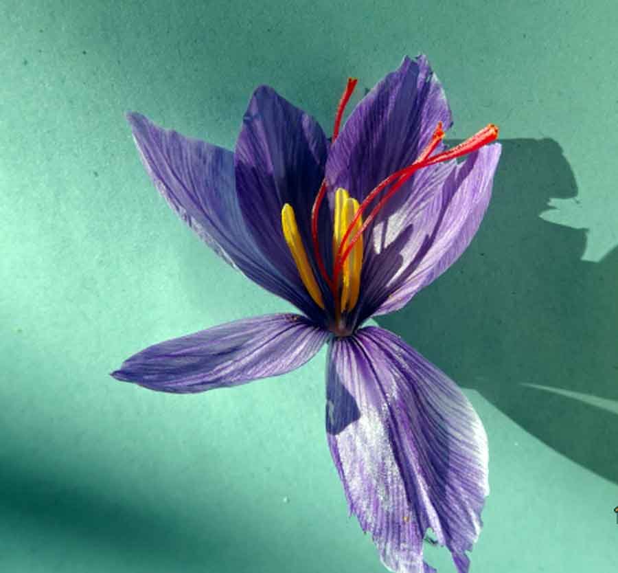 Crocus-sativus-L..jpg