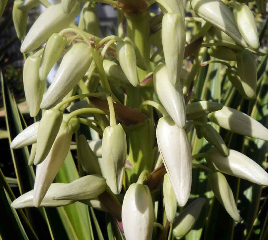 Yucca-aloifolia-L..jpg