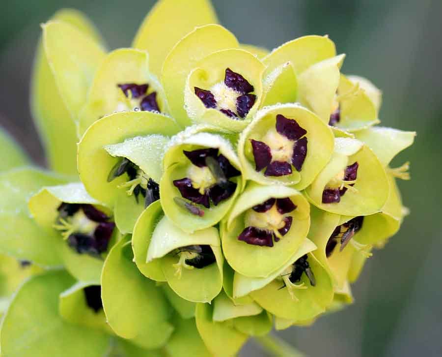 Euphorbia-characias-L.jpg