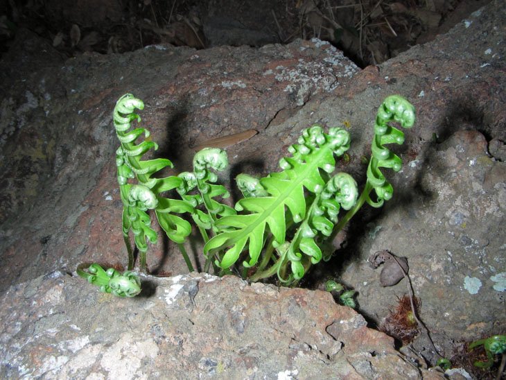 Polypodium cambricum (4).jpg