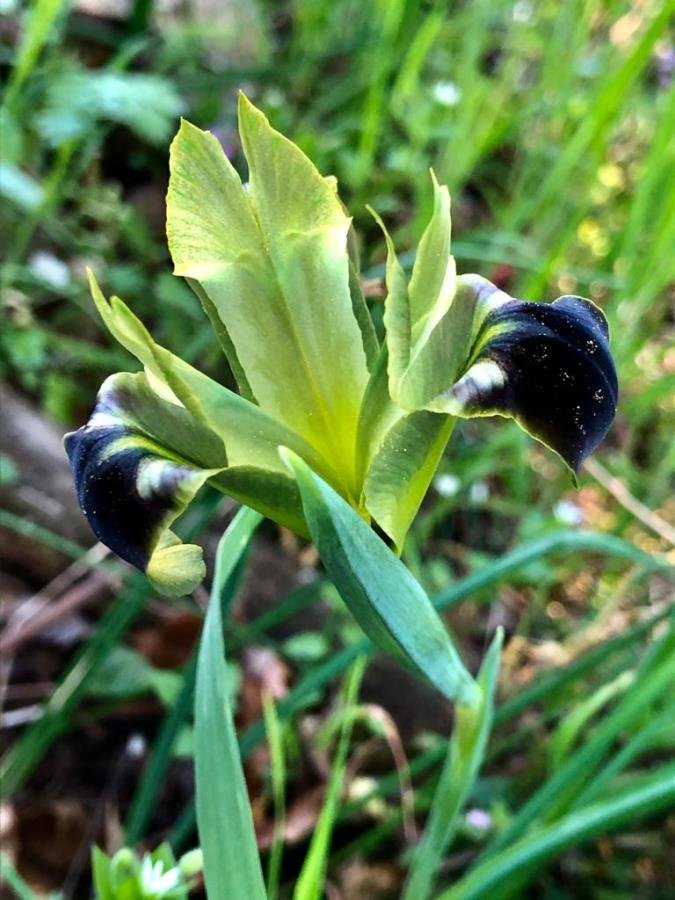 Hermodactylus tuberosus (L.) Mill.-Iris tuberosa-Bellavedova-17-03-21-1.jpg