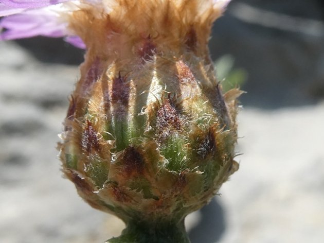 Centaurea veneris (Sommier) Bég. (b).JPG