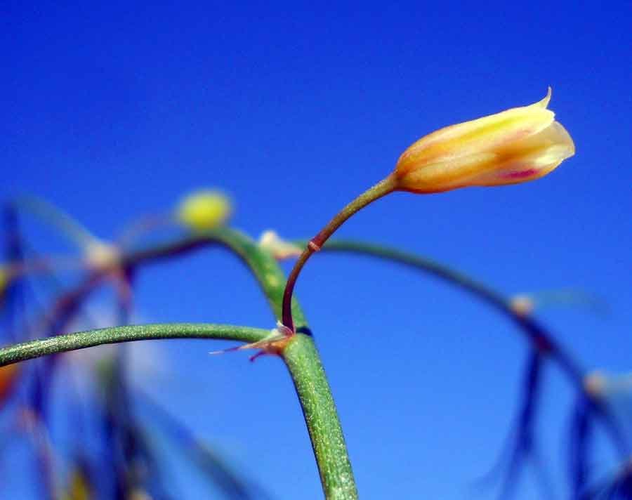 Asparagus-officinalis-L..jpg