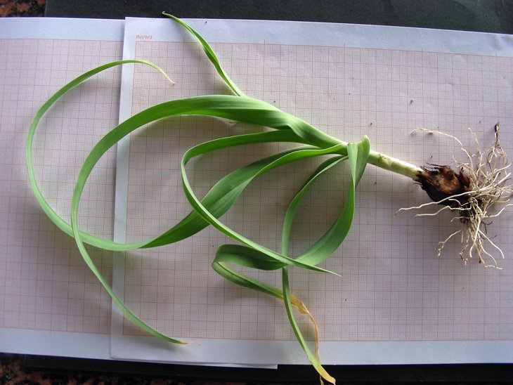 Allium commutatum (5).JPG