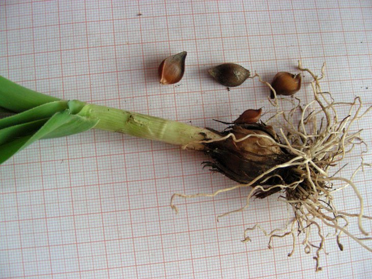 Allium commutatum (6).JPG
