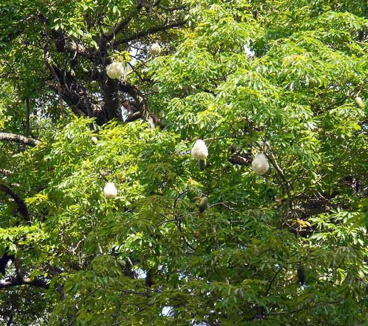 Esemplare coltivato come ornamentale lungo vie e viali e nei giardini storici di Palermo .<br />La Ceiba speciosa, conosciuta anche come Albero bottiglia e Kapok , é originaria dell'America del Sud, ed è presente anche in Bolivia,Brasile, Argentina, Messico e Paraguay.