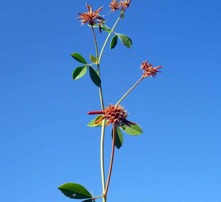 Nel Lotus hirsutus  i frutti sono disposti a stella e, a maturità , le valve si attorcigliano lanciando lontano i semi .