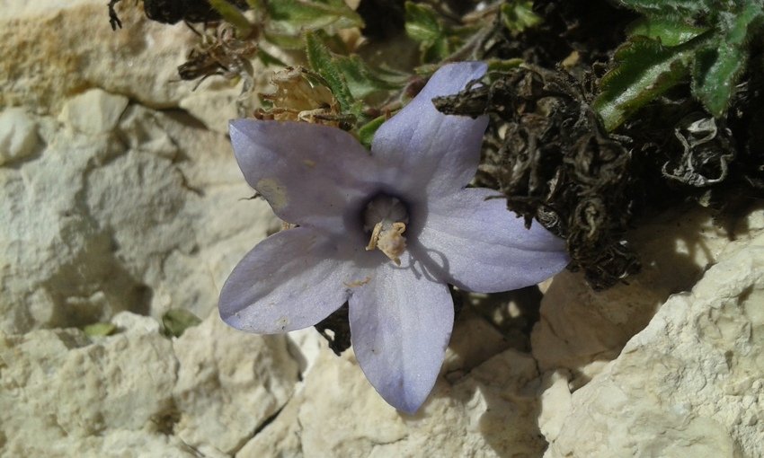 Campanula fragilis subsp. cavolinii (Ten.) Damboldt (a7).jpg