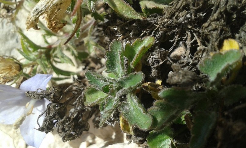 Campanula fragilis subsp. cavolinii (Ten.) Damboldt (a9).jpg